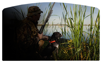 DACRO-312 Gone Hunting (Duck with Dog)